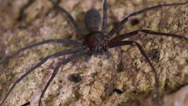 The huntsman spiders live in caves
