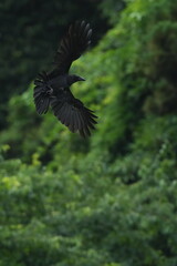 crow in a forest