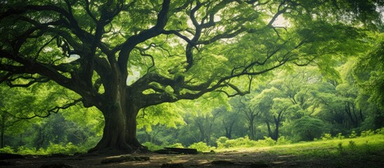 Obraz premium Image of a camphor tree in a forest highlighting its role in ecology with space for including text. Copy space image. Place for adding text and design
