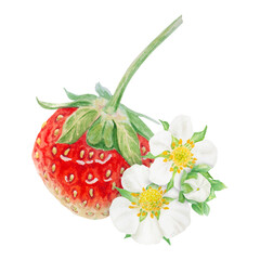 Red strawberry hand drawn watercolor illustration. Food art, fresh botanical realistic painting. Berry and white flowers clipart for restaurant, cafe menu, packaging of farm goods, vegan products
