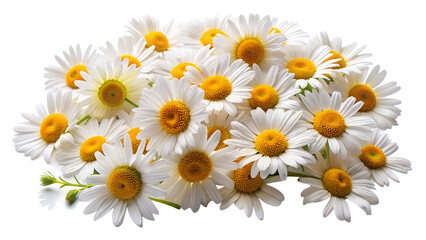Obraz premium a cluster of daisy flowers with white petals and bright yellow centers. The arrangement showcases both fully open blooms and partially opened buds