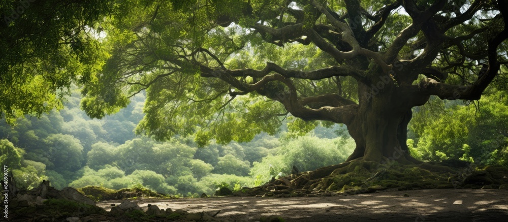 Poster Image of a camphor tree in a forest highlighting its role in ecology with space for including text. Copy space image. Place for adding text and design