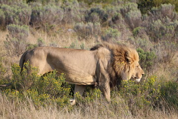 König der Savanne, älterer Löwe