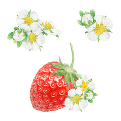 Red strawberry and white flowers hand drawn watercolor illustration. Collection of botanical realistic paintings. Berry clipart for restaurant, cafe menu, packaging of farm goods, vegan products