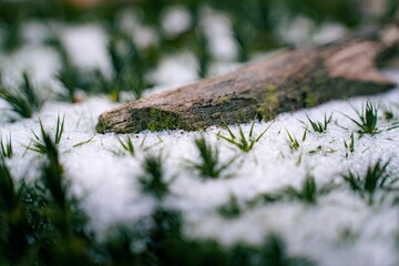 Close-up of a log on a snowy ground with green grass peeking through