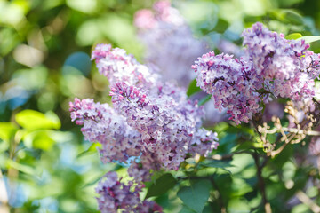 Obraz premium Beautiful purple lilac, in the summer garden in daylight .