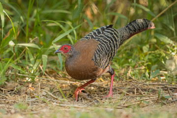 Female Siamese Fireback Pheasant perched on the forest floor at Cat Tien National Park