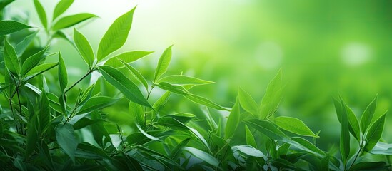 Obraz premium Green leaves in a garden during summer ideal as a spring background or greenery wallpaper on a cover page image with ample copy space