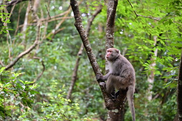 Taiwanese macaques, native primates, can be encountered on hiking trails. Understanding their behavior and maintaining a respectful distance ensure a safe and enjoyable experience.