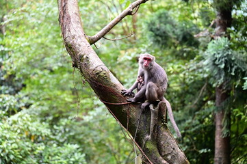 Taiwanese macaques, native primates, can be encountered on hiking trails. Understanding their behavior and maintaining a respectful distance ensure a safe and enjoyable experience.
