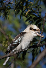 a kookaburra sitting in the tree