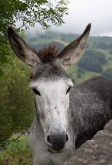 portrait of a donkey in a field