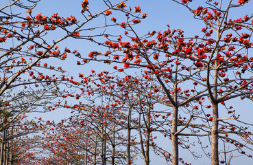 Beautiful view of Linchupi Kapok Road(Bombax Ceiba) in Baihe of Tainan, Taiwan.