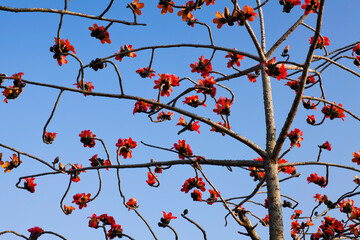 View of Bombax ceiba flowers with the blue sky background.