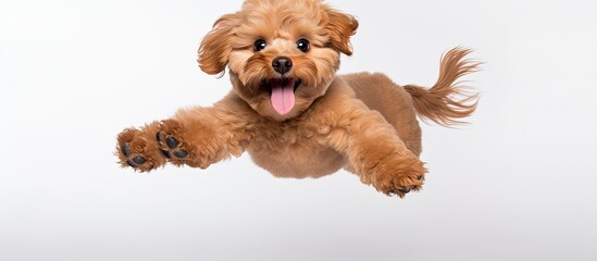Maltipoo with red fur jumps happily on white background looking healthy and happy Image includes copy space for banner conveys message of friendship love care and animal health