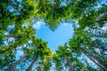Fototapeta premium Love in Nature, Heart-Shaped Tree Canopy