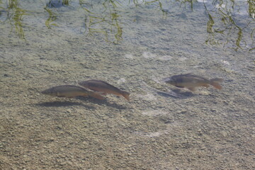 Fish in crystal clear water