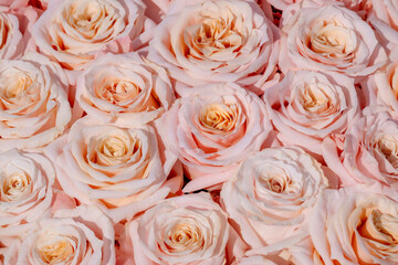 Rose background