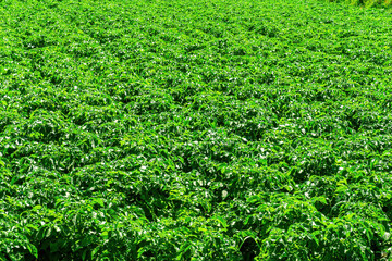 green plantation of vegetable growth with rows of plants on a beautiful farm. farming food and meal gardening concept