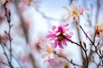 Blooming magnolia in spring. Beautiful buds of pink flowers close-up with blurred space for text.