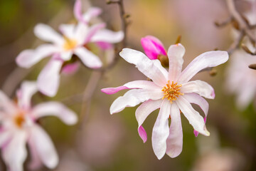 Blooming magnolia in spring. Beautiful buds of pink flowers close-up with blurred space for text.