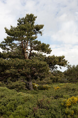 Obraz premium pino de alta montaña