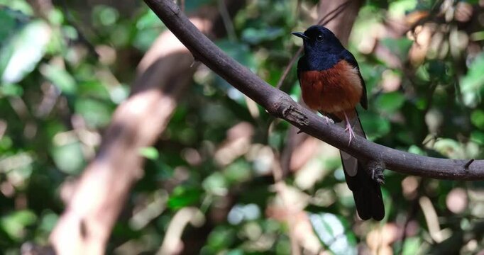 Shaking and wagging its tail rapidly while perched on a large vine, White-rumped Shama Copsychus malabaricus, Male, Thailand