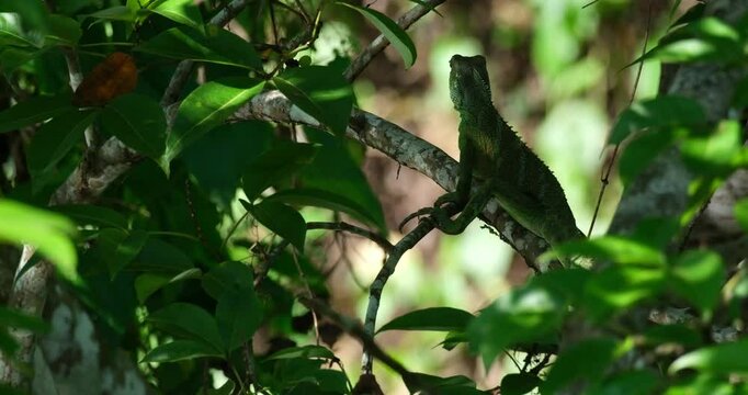 Seen deep into the foliage of the tree with water reflections while looking deep into the jungle and the camera zooms out, Chinese Water Dragon Physignathus cocincinus, Thailand