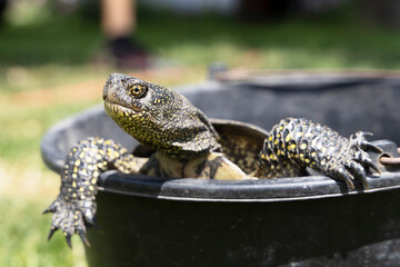 A turtle crawls out of a bucket