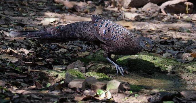 Facing to the right while drinking water as the camera zooms out, Grey peacock-pheasant Polyplectron bicalcaratum, Male, Thailand