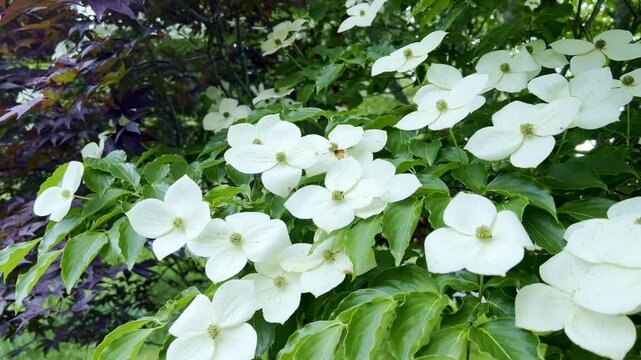 Kousa Dogwood pan of blooms, tree found growing near Boone NC, North Carolina
