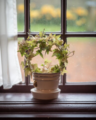  flower pot on windowsill in room