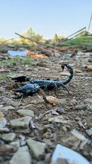 wild black scorpions on the rocks