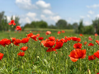 Poppy flowers meadow