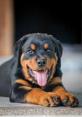 the little rottweiler lay on the floor with dramatic tone