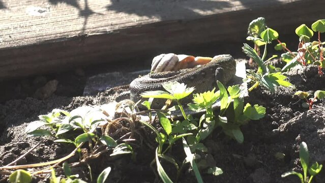 The nimble lizard became interested in the snail crawling nearby, walked around it and stuck out its tongue