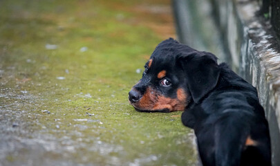  the baby rottweiler lay on the ground with dramatic tone