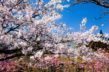 Beautiful cherry blossoms bloom in the Alishan Forest Recreation Area in Chiayi, Taiwan.