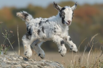 Obraz premium Baby Goat: A playful baby goat, or kid, jumping off a small rock in a rural farm setting. 