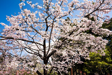 Beautiful cherry blossoms are blooming in the Alishan Forest Recreation Area in Chiayi, Taiwan.