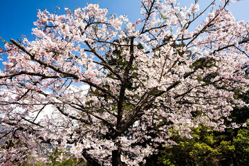 Beautiful cherry blossoms are blooming in the Alishan Forest Recreation Area in Chiayi, Taiwan.