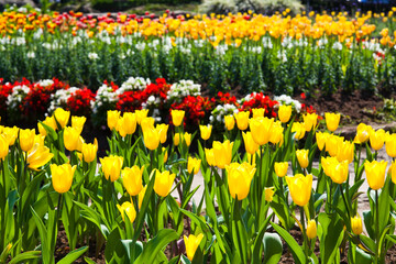 View of beautiful tulips growing in the garden.