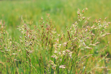 Flowering grasses that are the cause of many allergies. Green grass Close up. copy space for pollen allergy season