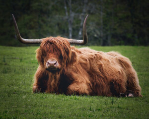 Scotland cow