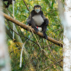 Black-shanked douc sitting in a tree in Cat Tien National Park