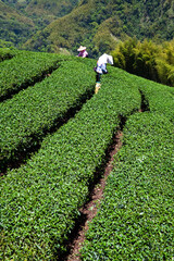 Beautiful tea plantation landscape on the mountaintop of Nantou, Taiwan.