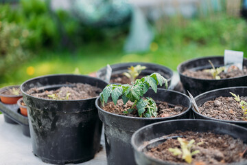 Growing tomato seedlings in different plastic reusable pots. Planting vegetables. Growing food near home. Planting and gardening concept.
