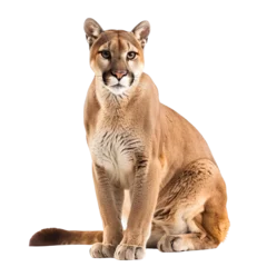 Gordijnen Puma isolated on white background, transparent background © Alghas
