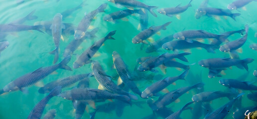 There are many Japanese carp fish swimming in the water. Fish farm. The pond is teeming with a...