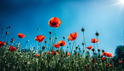 Poppy Flowers And Blue Sky